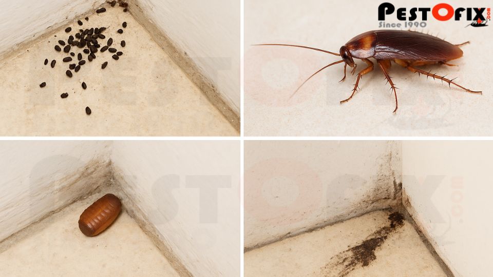 Signs of cockroach infestation such as droppings, egg cases, and night movement
