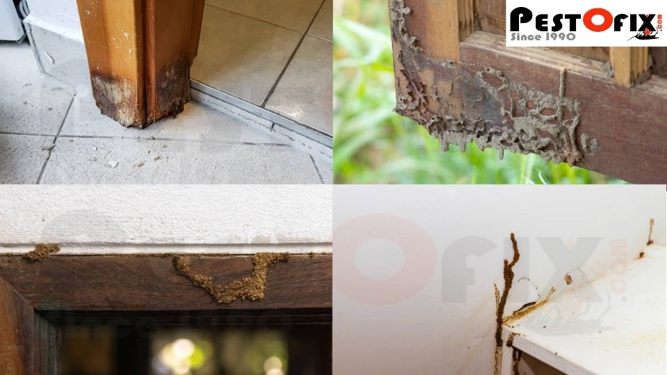 Common signs of hidden termite infestation like hollow wood and discarded wings