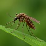 Mosquitoes Control