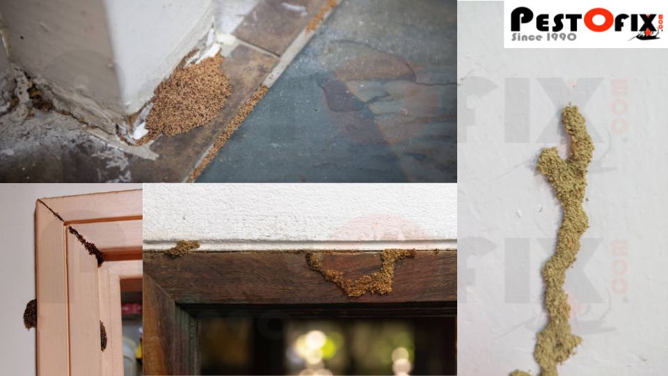 Diagram showing termite infestation signs in Noida homes including mud tubes, damaged wood, and swarming termites