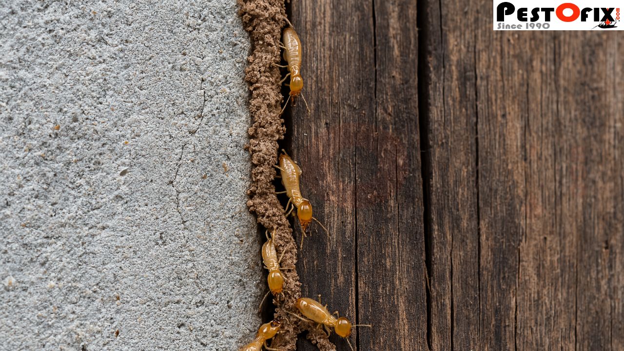 Termites Bypassing Concrete Wall