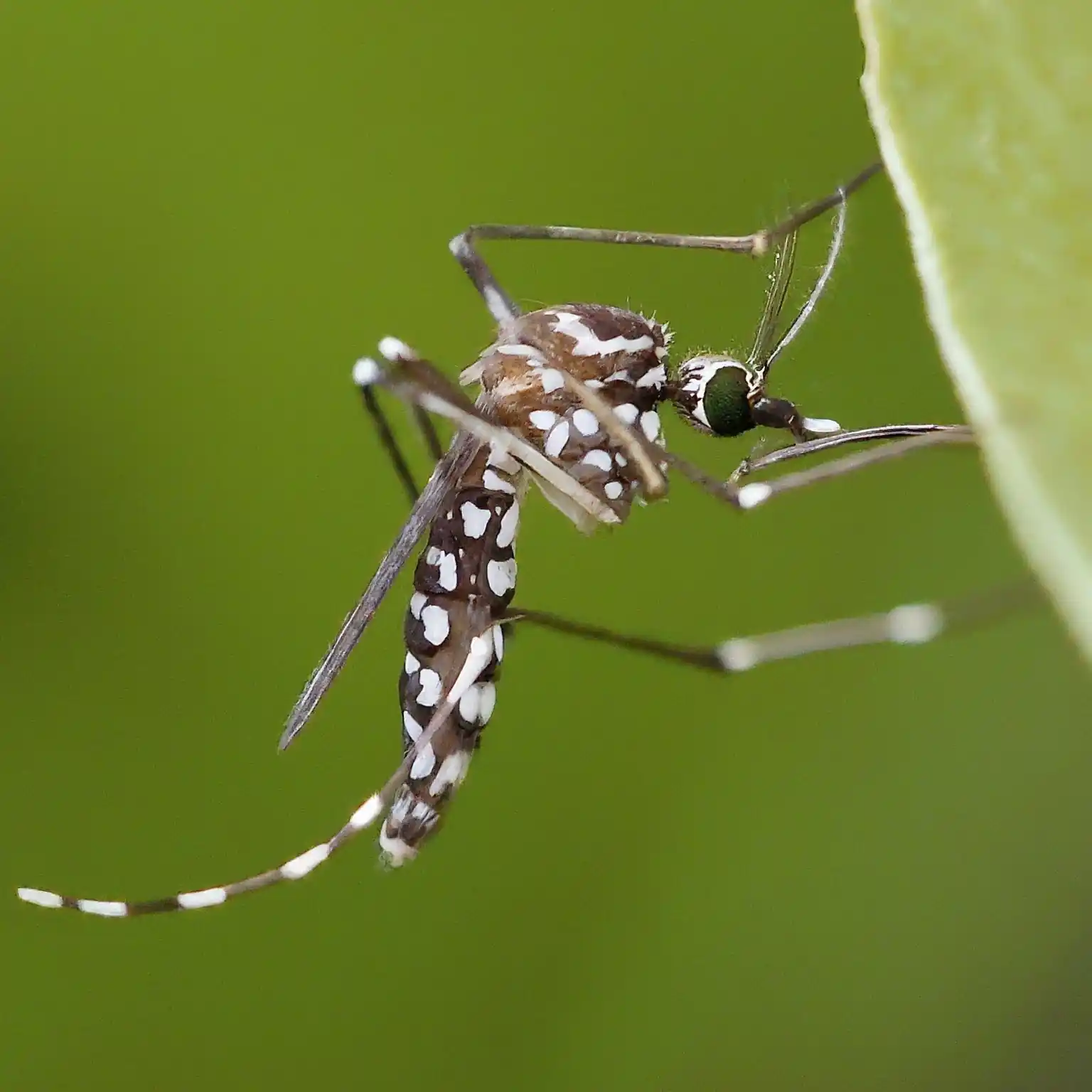Aedes mosquito