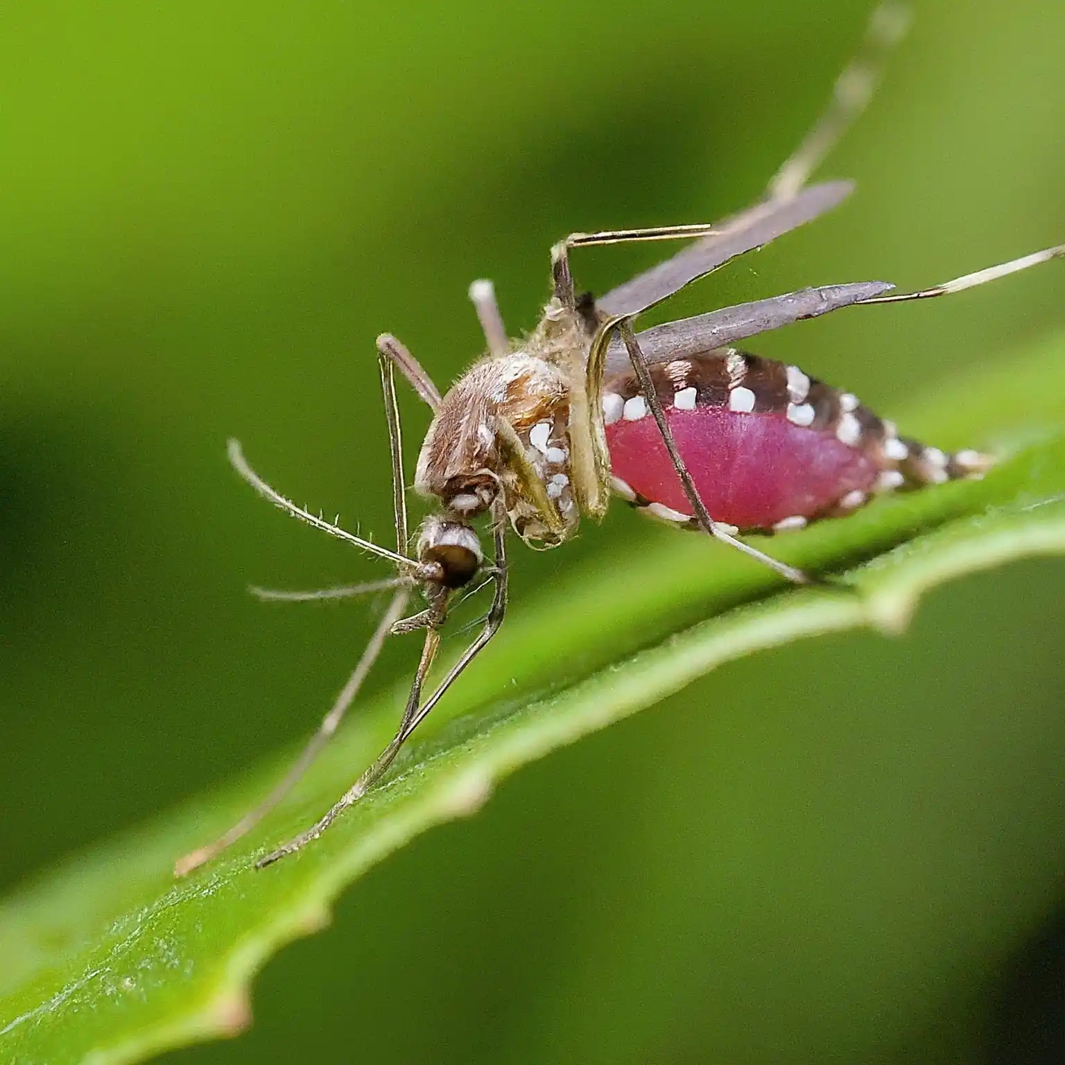 Anopheles mosquito