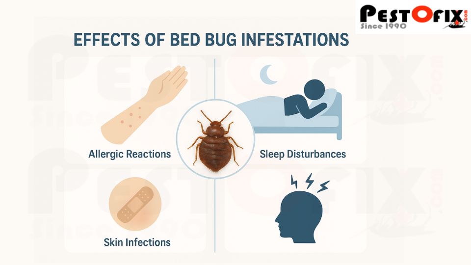 Bed bug bites and their impact on a family at home