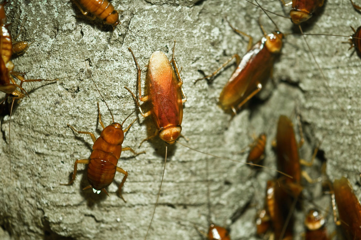 Cockroach Pest Control