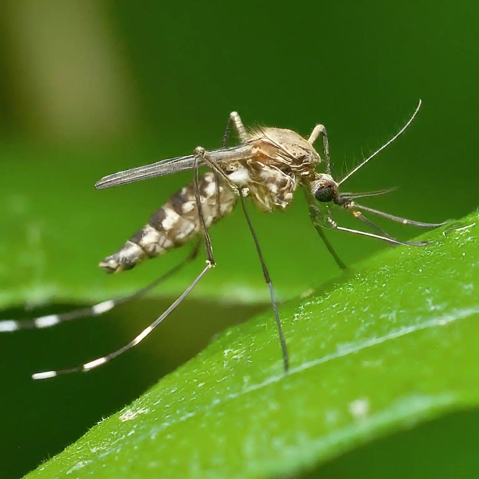 Culex mosquito