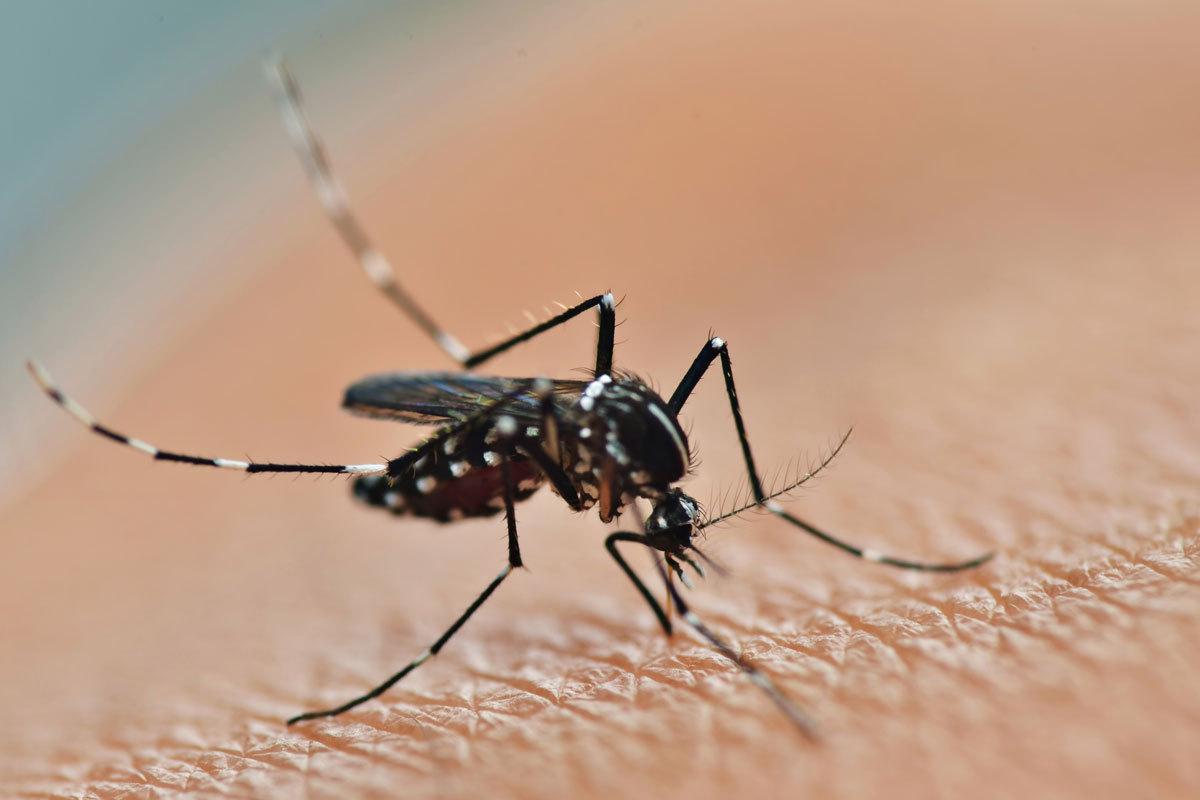 Mosquito Pest Control